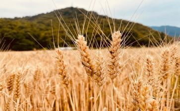 丰收的果园教学反思5篇