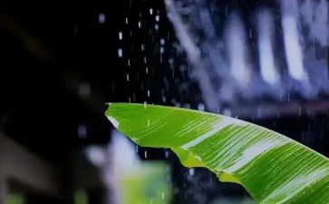 《风雨》作文推荐8篇