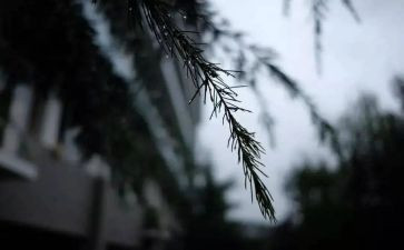 迎向风雨作文800字8篇