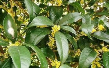 桂花的树作文推荐7篇