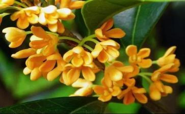桂花树作文400字精选5篇