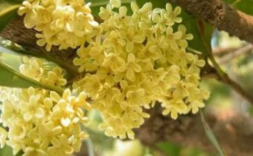桂花树作文600字7篇