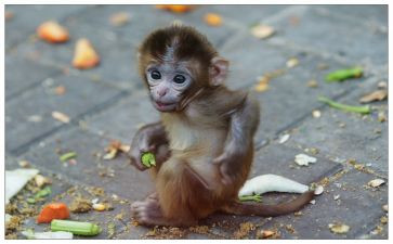 《兵猴》读后感7篇