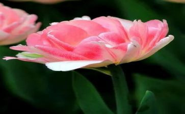 烟花心得体会优质8篇