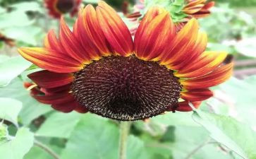 亲切的怀恋的作文6篇