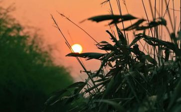 最让我怀念的人作文5篇