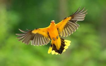 大班音乐课《蜗牛与黄鹂鸟》教案5篇