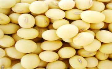 捡黄豆教案5篇