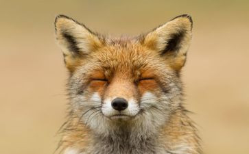 狐狸中班教案7篇