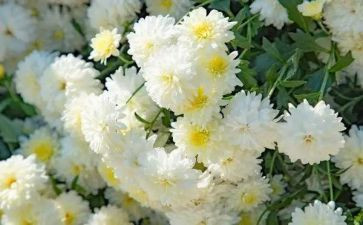 清明节祭奠英烈作文6篇