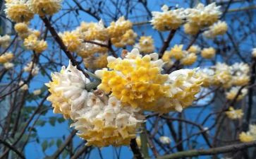 关于结香花树的作文6篇