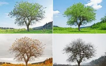 秋的季节作文通用6篇