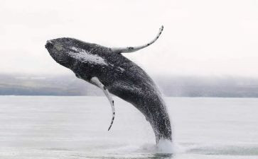 关于鲸的作文600字优秀7篇
