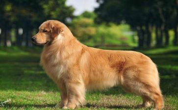 金毛的作文参考8篇