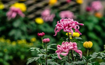 菊花魂作文300字5篇