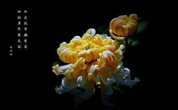 赏菊花教案参考7篇