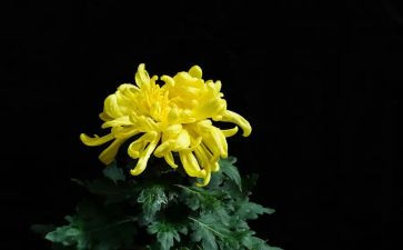 我喜欢的菊花作文8篇