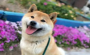 写一件开心的作文500字8篇