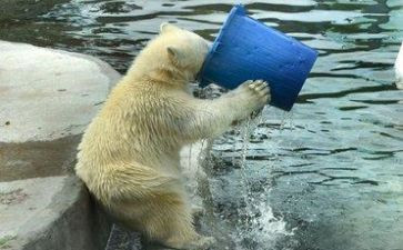 我渴望_______作文800字作文5篇