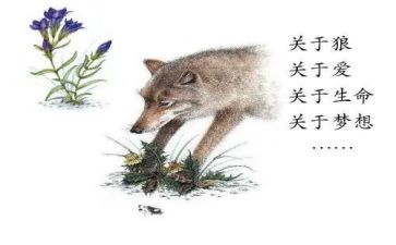 狼王梦2作文8篇
