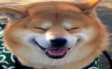 音乐坊教案优秀7篇
