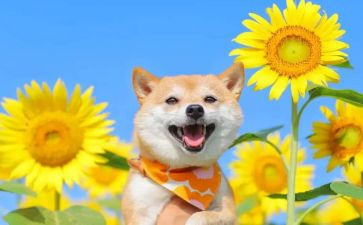 我的乐园卧室作文7篇