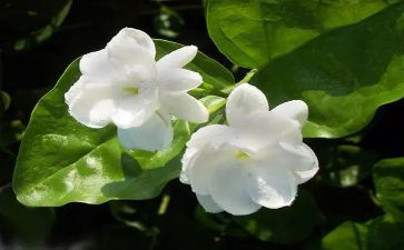 茉莉花音乐教案5篇