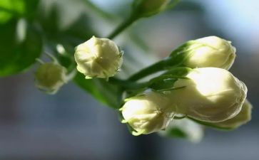 大班音乐教案茉莉花教案7篇