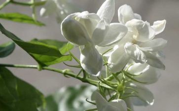 茉莉花音乐课教案7篇