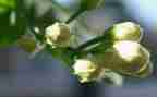 大班音乐教案茉莉花教案7篇