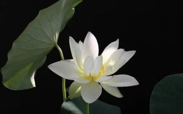 作文莲600字参考7篇