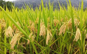 节约粮食的作文推荐6篇