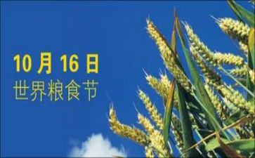 粮食节活动方案5篇
