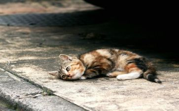 读流浪狗和流浪猫读后感参考6篇