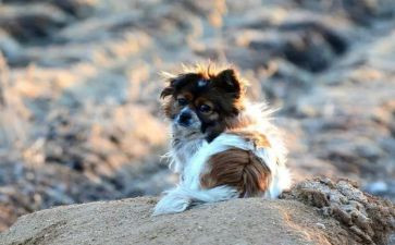 小学生流浪地球观后感8篇