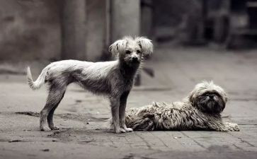 流浪地球读后感1000字7篇