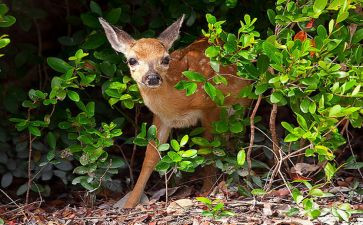小女孩与鹿作文优秀5篇
