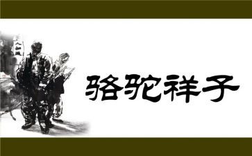 骆驼教案模板7篇