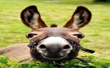 绘画驴的教案最新5篇