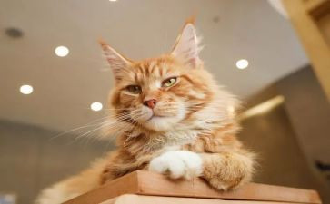 天猫618活动方案6篇