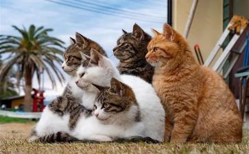 四年级语文下册猫教案通用8篇