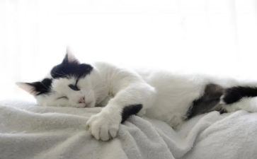 观察猫的作文儿优质6篇