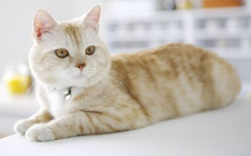 《猫》听课心得体会通用7篇