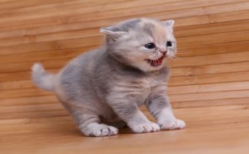 写大熊猫的小作文5篇