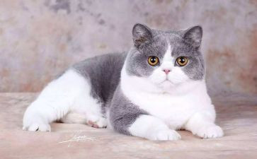 写大熊猫的小作文优秀8篇