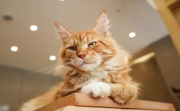 天猫3.8活动方案6篇