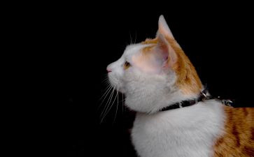 可爱的猫作文通用5篇