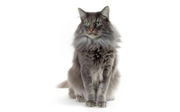一只小猫的作文300字5篇