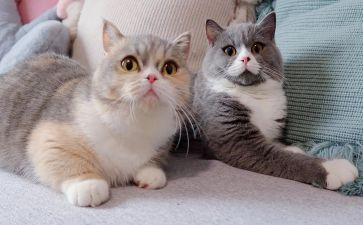 怀念我的猫作文7篇