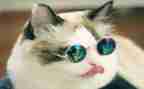 一只小猫作文模板6篇